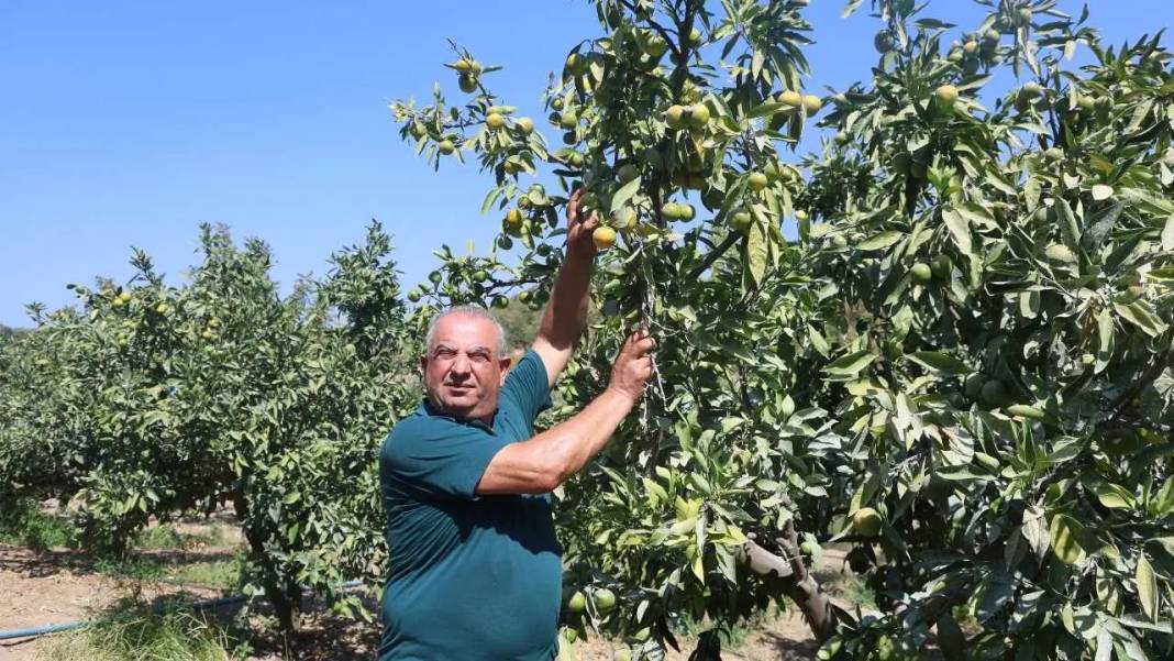 Hatay’da Buruk Mandalina Hasadı! Kuraklık Verimi Vurdu 7
